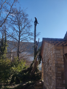 Photo de galerie - Coupe et abattage  d un cyprès 