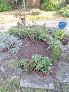 Photo de galerie - Tailles de rosiers et désherbage massif 