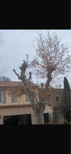 Photo de galerie - Abattage d’un arbre,