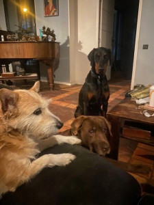 Photo de galerie - Garde chien