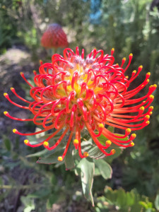 Photo de galerie - Entretiens de Jardins
Connaissance des plantes 