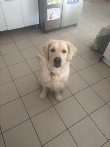 Photo de galerie - Une journée très agréable avec rubis, une magnifique golden Retriever