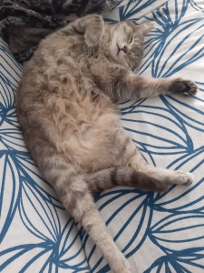 Photo de galerie - Je vous présente Lilou mon chat après avoir eu une séance de massage 