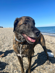 Photo de galerie - Garde chien