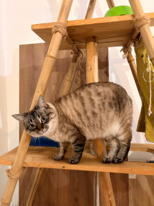Photo de galerie - Garde chat 