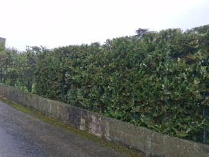 Photo de galerie - Taille de haies et d'arbustes