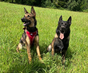 Photo de galerie - Garde chien