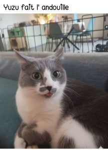 Photo de galerie - Garde chat