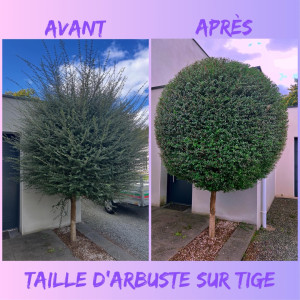 Photo de galerie - Taille d’arbuste sur tige