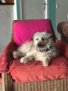 Photo de galerie - Garde animaux