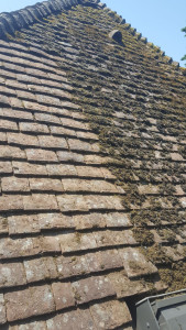 Photo de galerie - Démoussage 