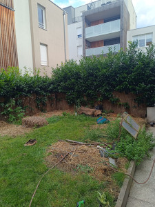 Photo de galerie - Tonte de pelouse - Débroussaillage