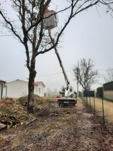 Photo de galerie - Elagage et coupe d'arbres