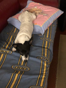 Photo de galerie - Garde chien