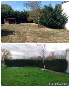 Photo de galerie - Avant après taille de thuya 