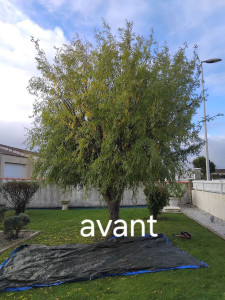 Photo de galerie - élagage avant intervention
