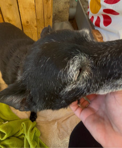 Photo de galerie - Garde chien