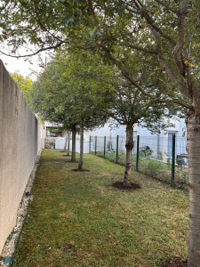 Photo de galerie - Tonte de pelouse - Débroussaillage