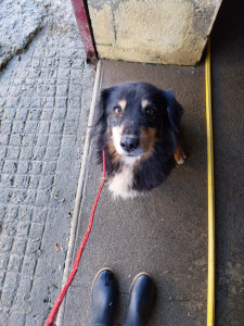 Photo de galerie - Promenade avec Lulu