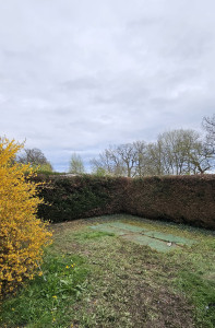 Photo de galerie - Taille de haies et d'arbustes