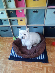 Photo de galerie - Garde animaux