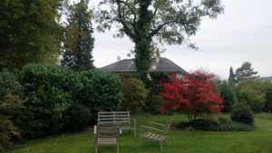 Photo de galerie - Taille de haies et d'arbustes