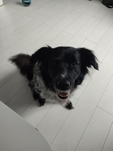Photo de galerie - Garde chien