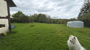 Photo de galerie - Espace pour chiens