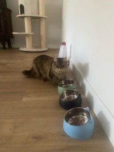 Photo de galerie - Je propose de m’occuper de vos chats pendant vos absences ? Visites à domicile : nourriture, eau, litière, câlins et présence selon leur besoin. Douce et attentive, je veille à leur bien-être et à leur confort en votre absence 