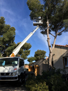 Photo de galerie - Coupe d'arbres plus évacuation déchets  chez un de nos clients 