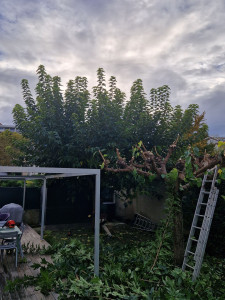 Photo de galerie - Elagage et coupe d'arbres