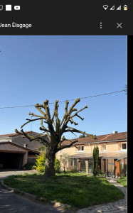 Photo de galerie - Elagage et coupe d'arbres