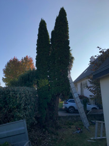 Photo de galerie - Elagage et coupe d'arbres