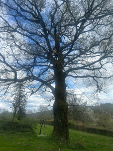Photo de galerie - Elagage et coupe d'arbres