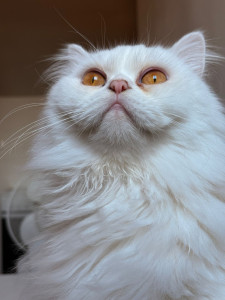 Photo de galerie - Garde animaux