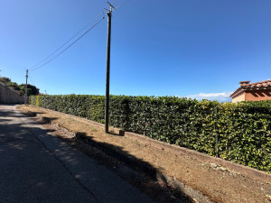 Photo de galerie - Taille de haies et d'arbustes