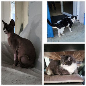 Photo de galerie - Garde chats au domicile de la personne 