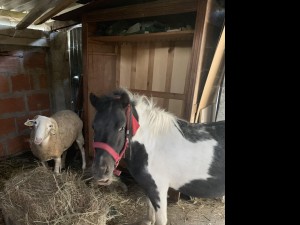 Photo réalisation - Garde animaux - Sylvie (CABRERA Sylvie) - Bragayrac : Nourrir un poney et une brebis à domicile 