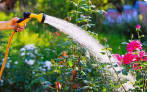 Photo de galerie - Tonte et arrosage de votre petit jardin 