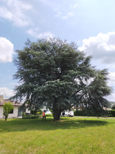 Photo de galerie - Elagage et coupe d'arbres