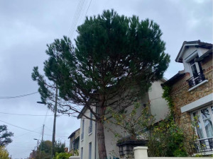 Photo de galerie - Élaguer un sapin plus abattage