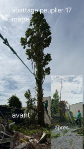Photo de galerie - Abattage peuplier de 17 metres , double troncs 