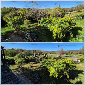 Photo de galerie - Coupe de haies, entretien des arbres, taille de pelouse. 