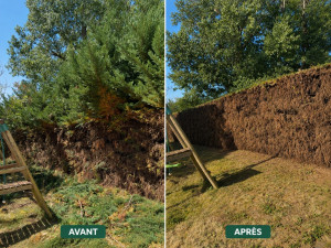 Photo de galerie - Réduction d’une haie en cyprès d’environ 3 m