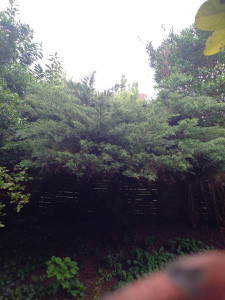 Photo de galerie - Elagage et coupe d'arbres