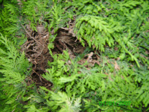 Photo de galerie - J'ai taillé mes thuyas malades pour les remplacer par des arbustes à fleurs