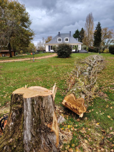 Photo de galerie - Abbatage d'un gros peuplier en direct 