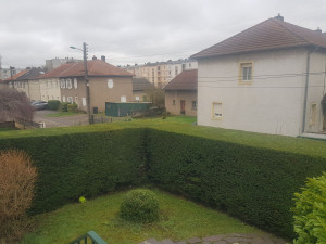 Photo de galerie - Taille d'une haie de Taxus 