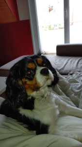 Photo de galerie - Garde chien