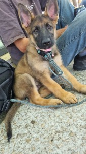 Photo de galerie - J'aime énormément le contact avec les animaux. je n'ai jamais garder d'animaux qui n'était pas à moi , mais je possède 5 chats et 3 chevaux. 
